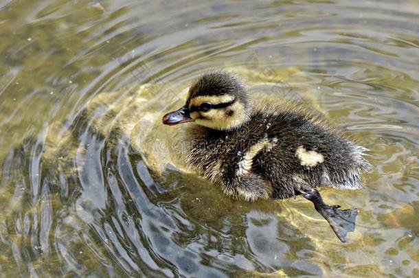 小鸭子在池塘里游泳