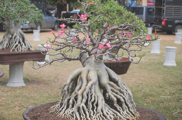 关闭大腺体树在植物竞赛博览会上的纳科恩普姆，泰国
