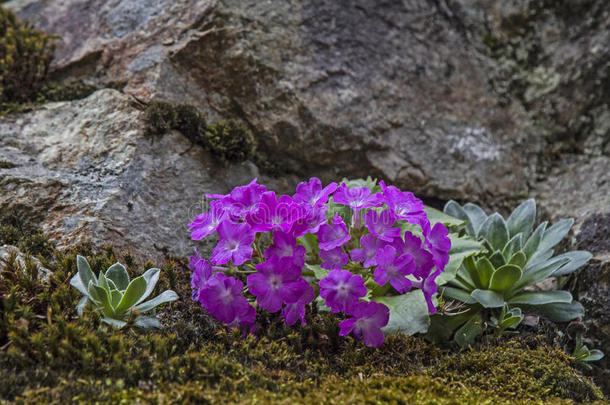 阿尔卑斯山开花<strong>保护法</strong>里诺萨花