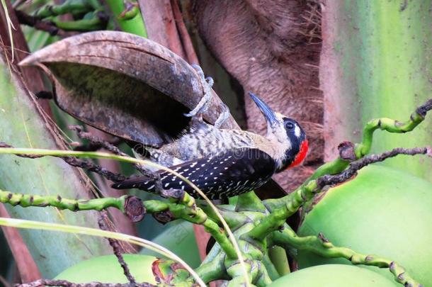 黑色厚脸皮啄木鸟-CarpinteroCarinegro-Melanerpespucherani