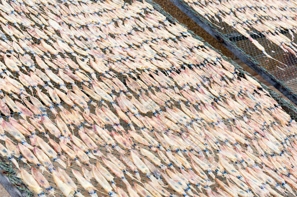 鱿鱼干，传统的鱿鱼在阳光下干燥。