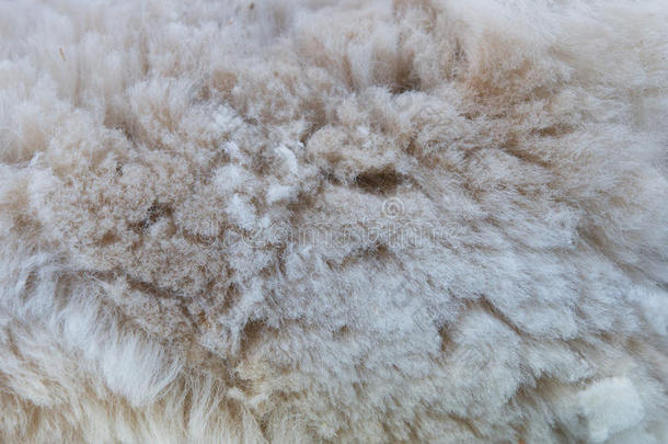 羊驼羊毛的背景