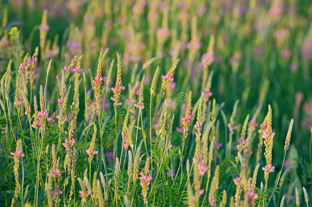 开花的桑花素，无花果