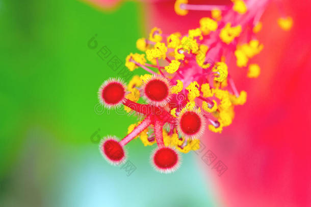 红瓷玫瑰花（木槿）彩色宏观花粉