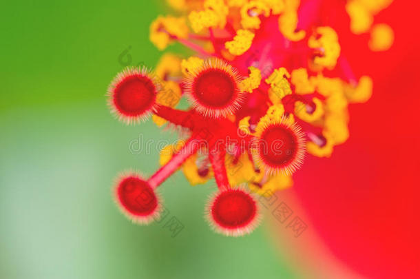 红瓷玫瑰花（木槿）彩色宏观花粉