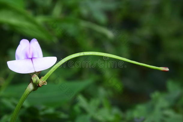 亚洲的芦笋<strong>豆</strong>开<strong>花</strong>植物学的