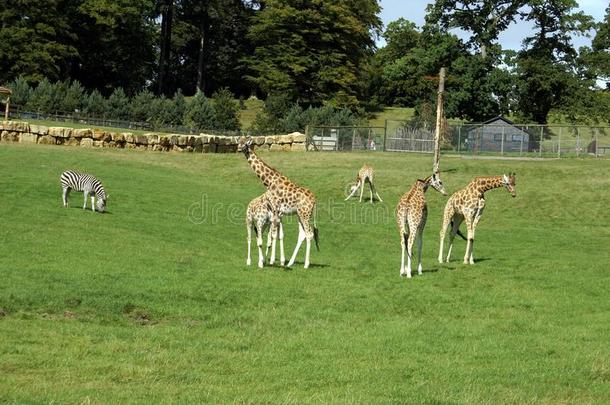 长颈鹿在动物园、狩猎或狩猎公园