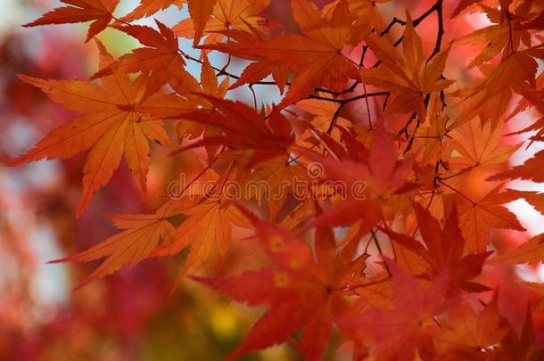 日本Nikko的秋天颜色