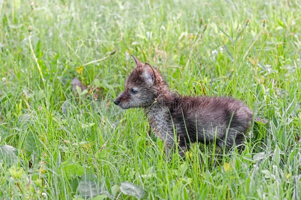 郊狼（犬齿）小狗站在草地上