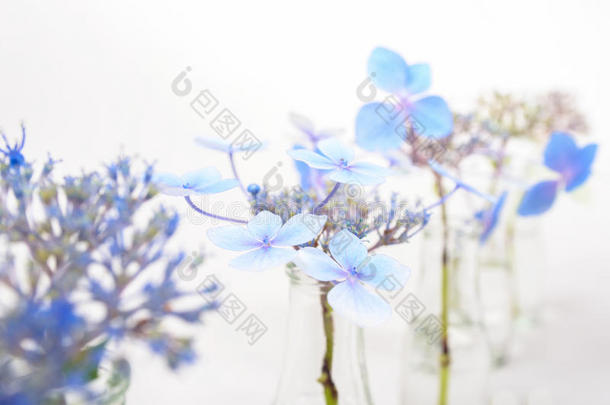 透明玻璃瓶里的蓝色花朵