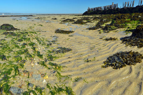 藻类水产养殖大西洋海滩边境