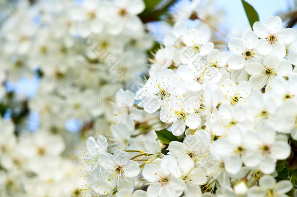 美丽的白色花朵绽放着迷人的花朵