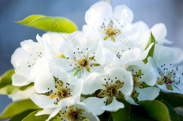 美丽的白色花朵绽放着迷人的花朵