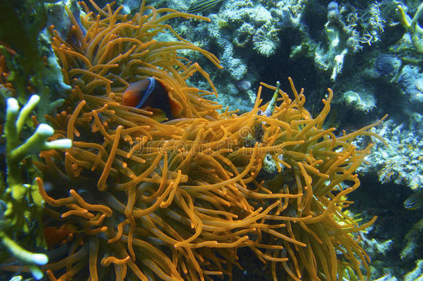 荧光橙色海葵小丑鱼在帕德雷伯戈斯，莱特，菲律宾