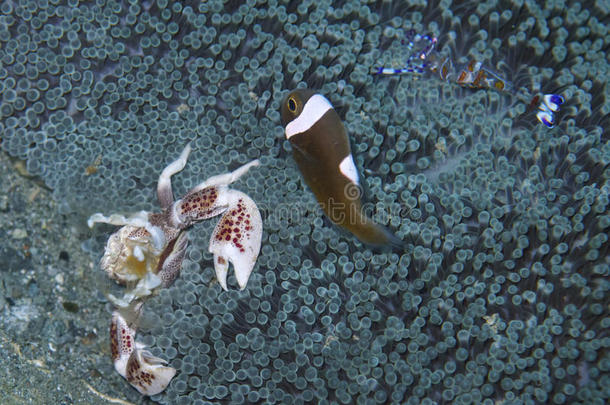 小丑鱼，瓷蟹和哈莱昆虾在发光海葵，帕德雷堡，莱特，菲律宾