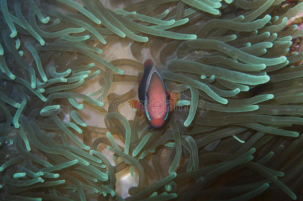 小丑鱼在发光绿色海葵离帕德雷伯戈斯，莱特，菲律宾