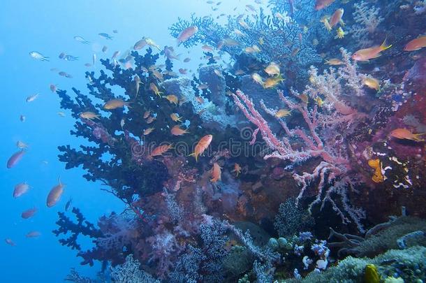 美丽的珊瑚礁生活在PadreBurgos，莱特，菲律宾