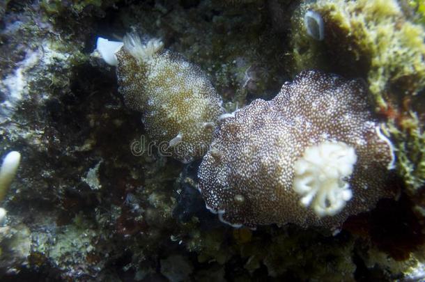 近特写罕见的交配裸鳃离帕德雷伯戈斯，莱特，菲律宾