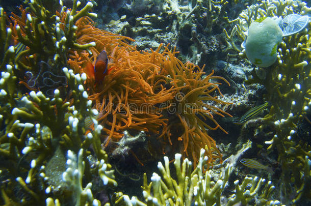 荧光橙色海葵，帕德雷伯戈斯，莱特，菲律宾