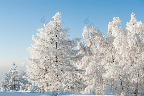 大雪下的树木