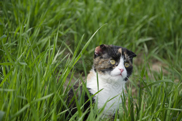 一只忧郁的猫在田野里散步