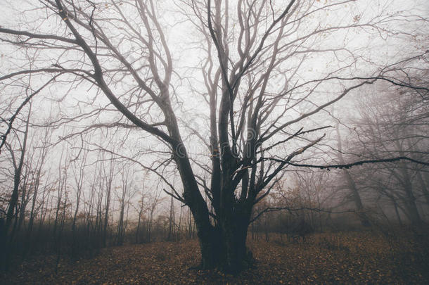 雾笼罩在鬼魅的黑暗森林里的一棵大树