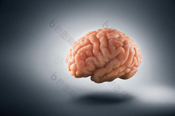 大脑漂浮在灰色背景/思想概念上