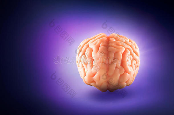 大脑漂浮在紫色的背景/思想概念上