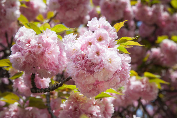 樱花。樱花枝