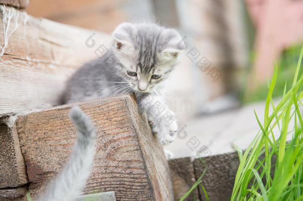 有趣的灰色小猫在木制背景上玩尾巴