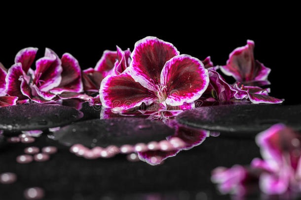美丽的水疗背景，盛开的<strong>深</strong>紫色天竺葵花