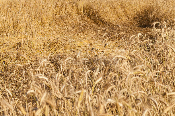 农业干旱的被打败的谷类食品特写镜头