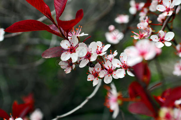 开花花儿波基樱桃花