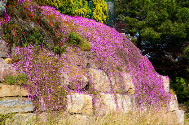 岩石上<strong>紫色花朵</strong>的地毯