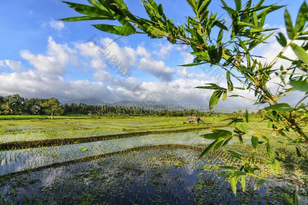 菲律宾水稻幼苗