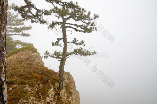 雾中悬崖边缘的一棵树。