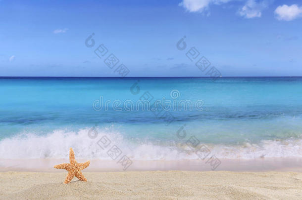 海星与c夏日度假海滩背景场景