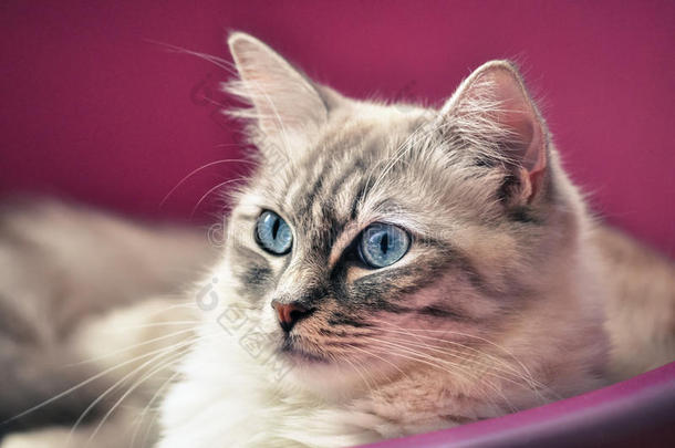 蓝眼睛的布娃娃猫