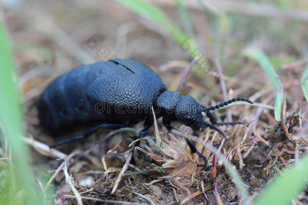 欧洲油甲虫(MeloeProscarabaeus)