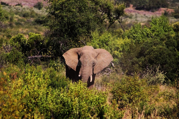皮兰塞堡灌木丛中的大象