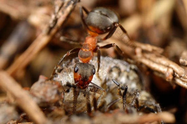 蚂蚁吃虫子。 上面的风景