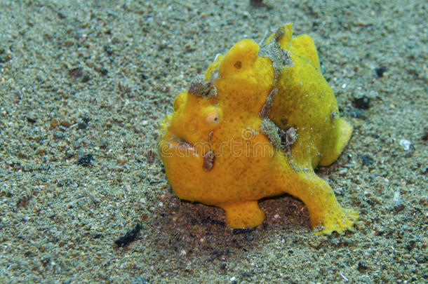 银莲花水族馆亚洲宝贝巴里卡萨格