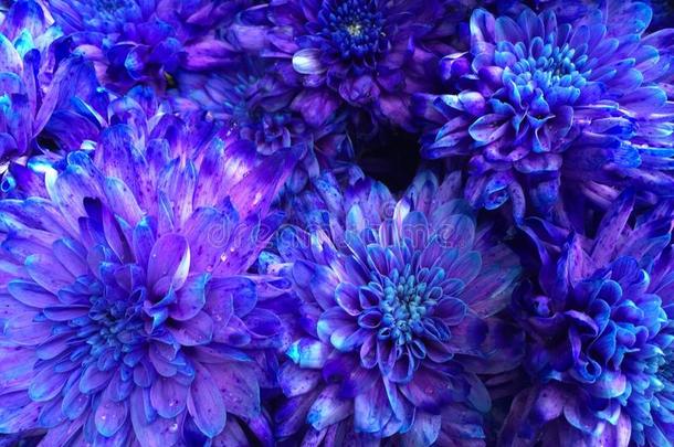 和蓝色明亮的菊花颜色