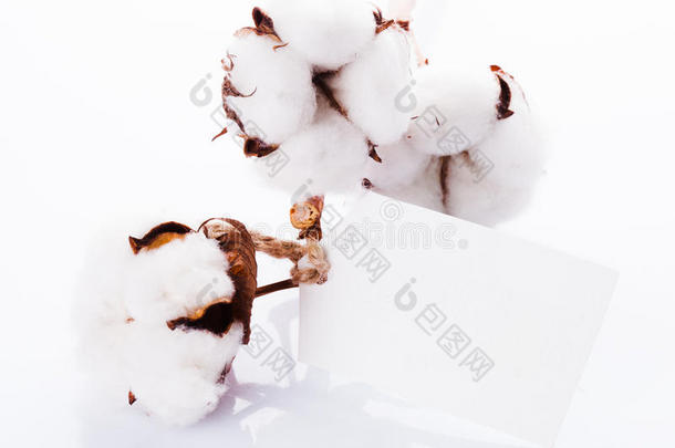 棉花有机纺织品