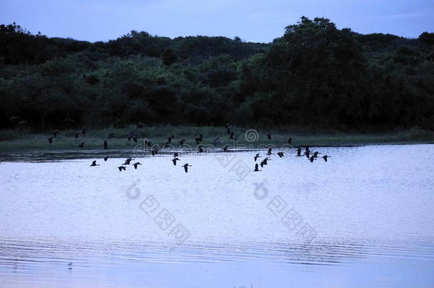 日出时一群鸟飞过湖面