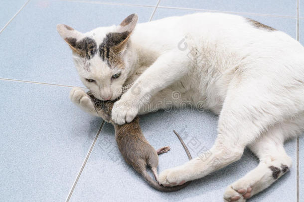 猫捉老鼠，老鼠