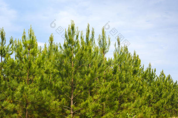 商业的常见的行业叶状的松树