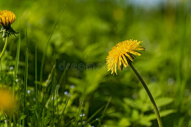 蒲公英<strong>花草</strong>甸<strong>特写</strong>