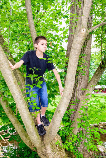 男孩爬树向右看图片