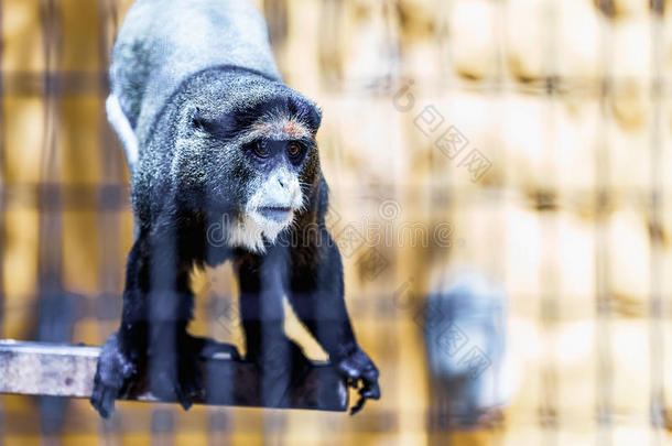 动物园牢房里的黑猴子